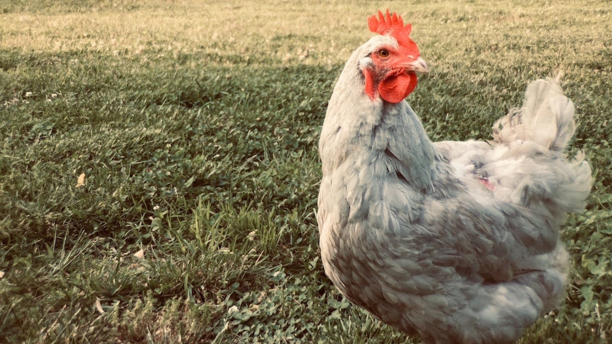 Vogelgriep aangetroffen: ophokplicht voor commerciële kippenboeren | RTL Nieuws