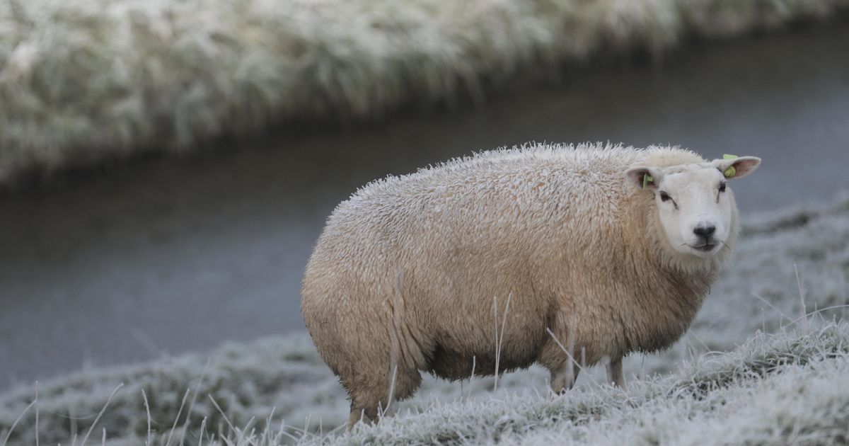 Kans op flinke mist en nachtvorst in november | Binnenland | Telegraaf.nl