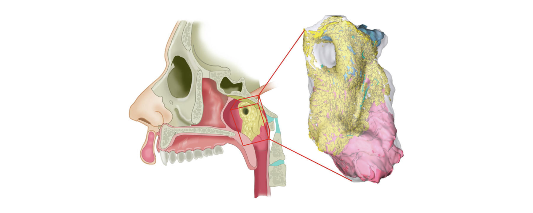 New human salivary glands discovered -- Health & Wellness -- Sott.net