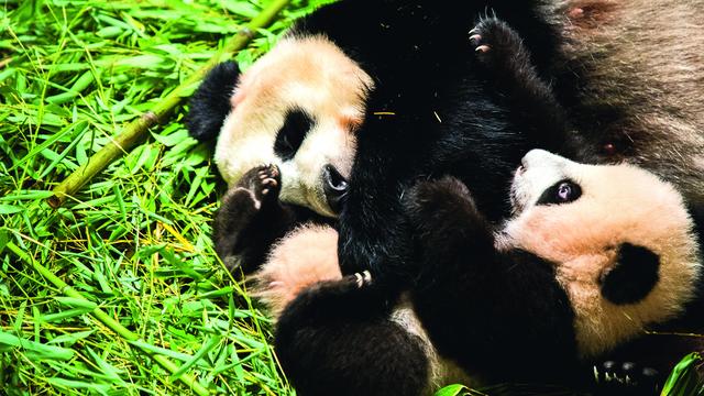 Pandababy Ouwehands Dierenpark vanaf vrijdag te zien voor bezoekers