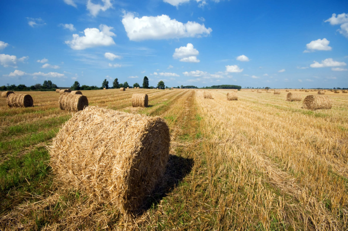 Boeren willen de Sloopregeling voor Nederland stoppen | De Binnenlandsche Bataafsche Courant