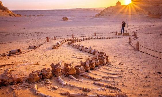 Er is een vallei van walvissen in het midden van de woestijn van Egypte en het is miljoenen jaren oud AnGeLWinGs