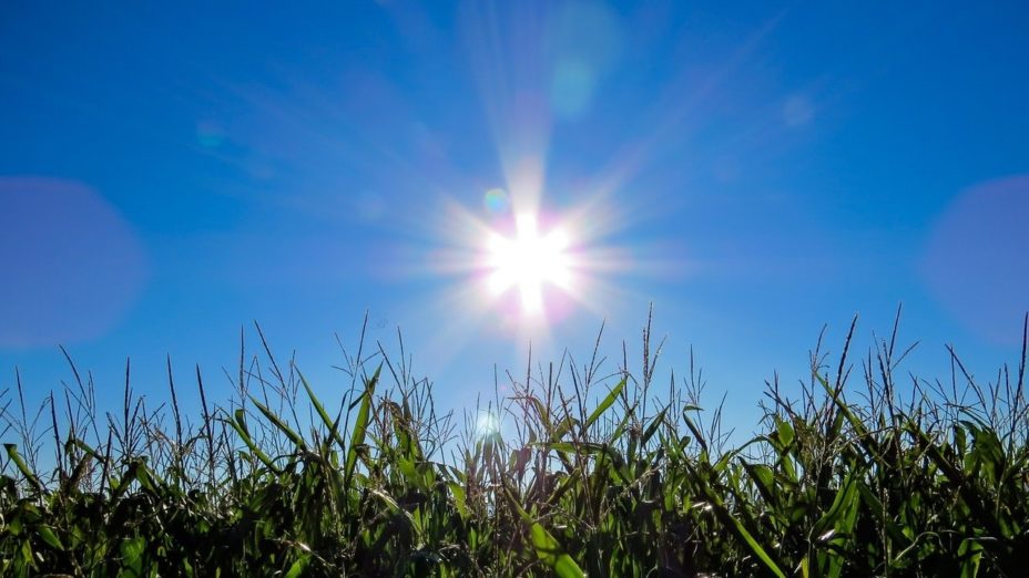 Voeding met vitamine D verhoogt je weerstand en beschermt tegen corona