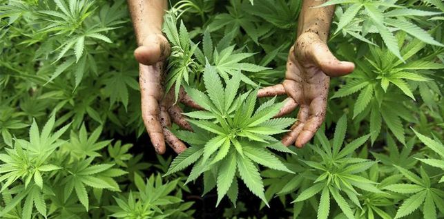 Cannabis is officieel medicinaal, na historische VN-stemming | SDB