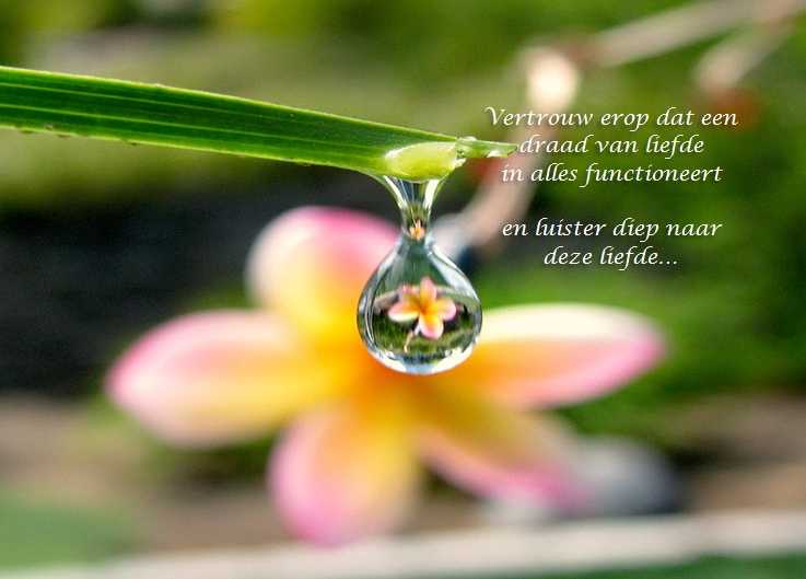 De Duizend Quotes - 0530