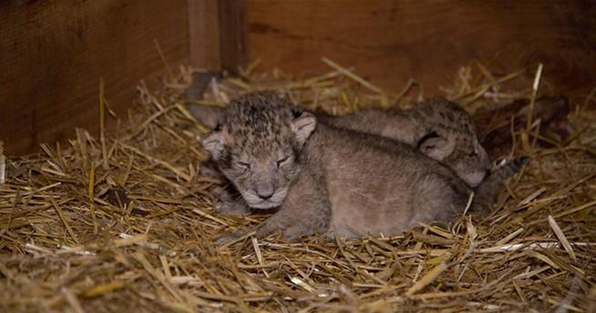 Leeuwtjes-drieling geboren in Arnhemse dierentuin | Binnenland | Telegraaf.nl