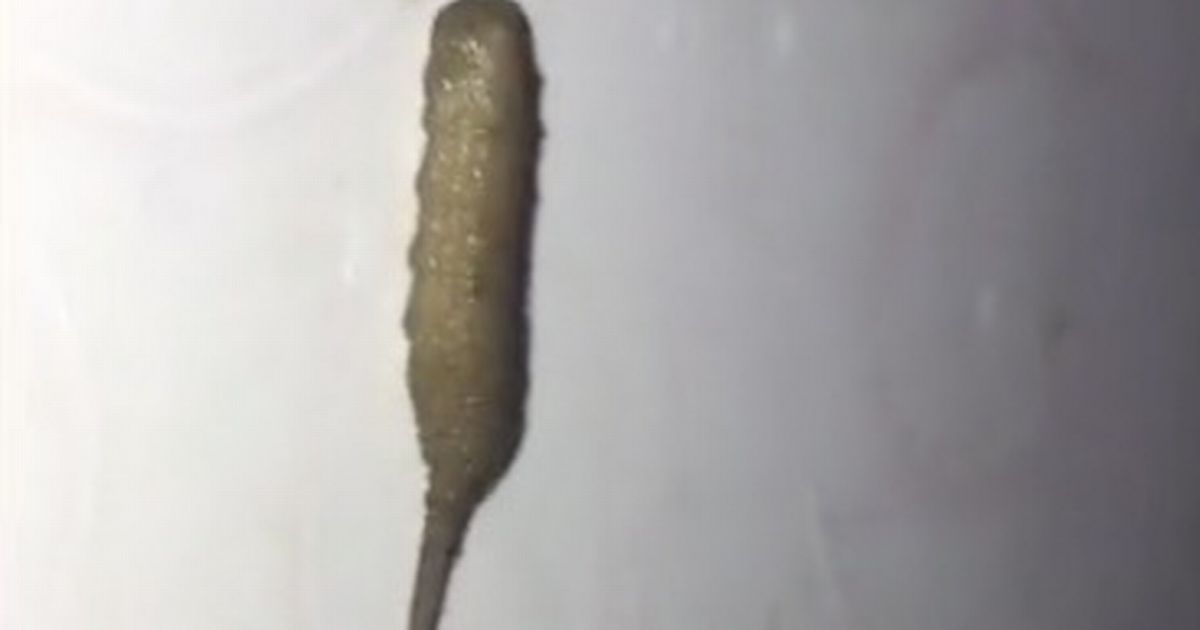 Horrifying 'half-rat, half-worm' like creature filmed crawling on bloke's bedroom wall - Daily Star