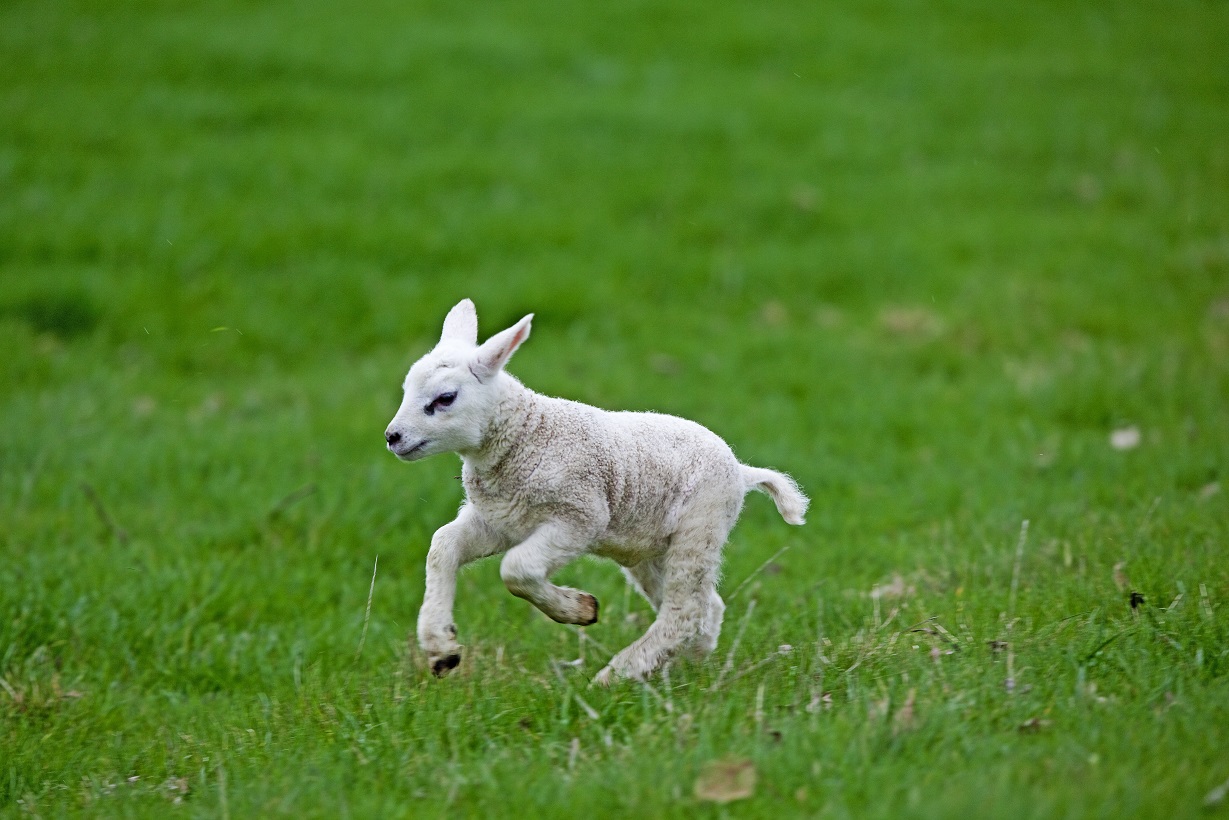 Overal in Nederland worden misvormde lammetjes geboren – Wel.nl