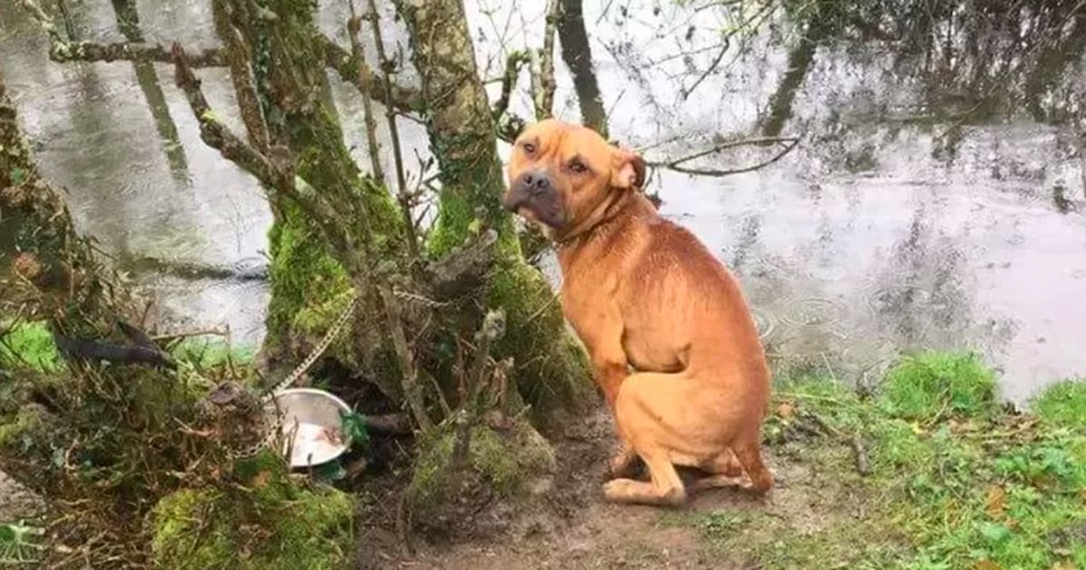 Jager treft uitgemergelde hond aan die vastgebonden zit aan boom | Buitenland | Telegraaf.nl