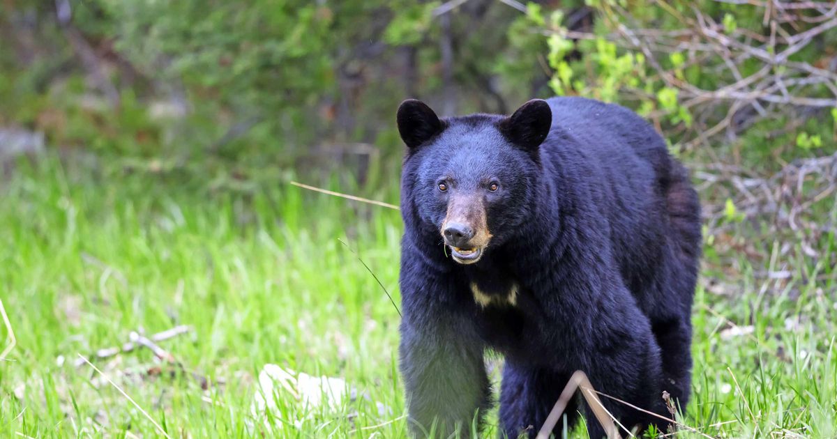 Beer bijt vrouw in bil in Alaska | Buitenland | Telegraaf.nl