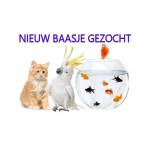 Nieuw baasje gezocht