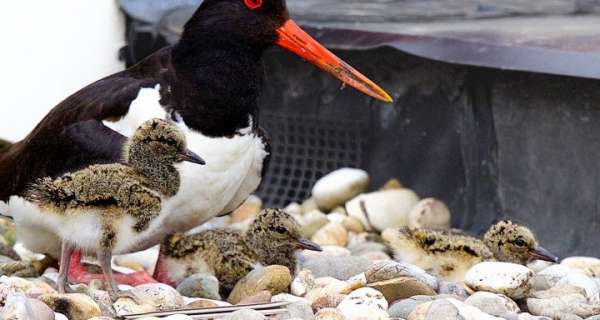 Scholeksters op het dak