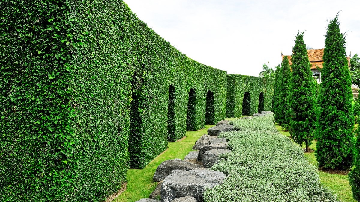 Welke haag planten voor een natuurlijke tuinafsluiting?