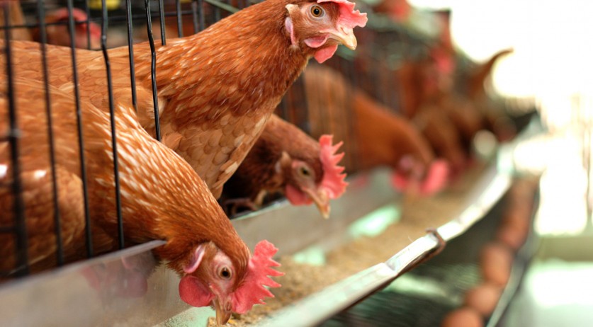 More than 100,000 chickens culled after bird flu outbreak in Alkmaar | NL Times