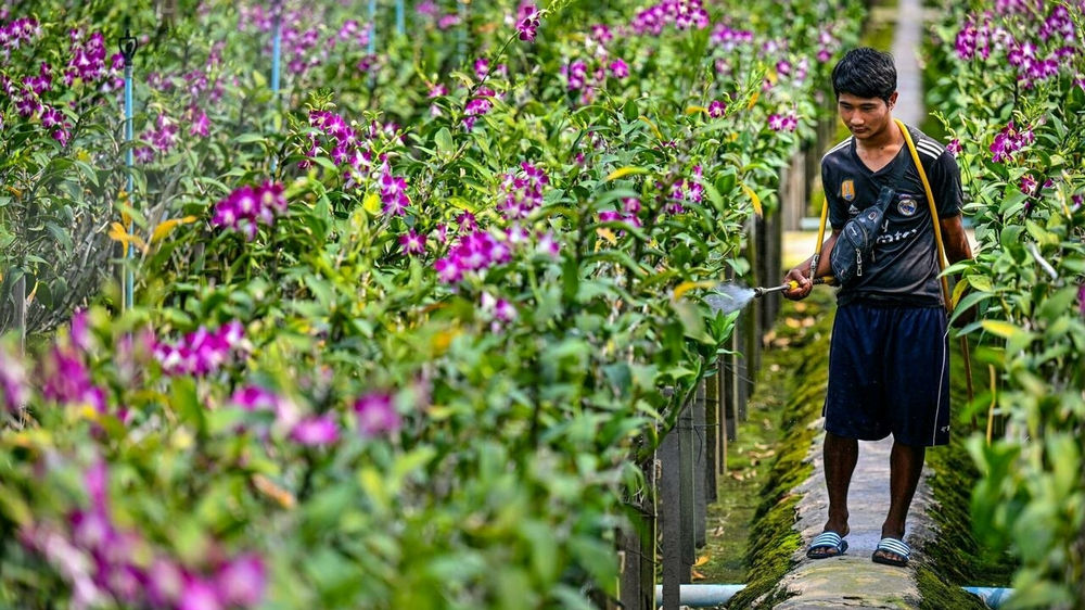 Blooming shame: Pandemic, Ukraine war hurts Thai orchid industry