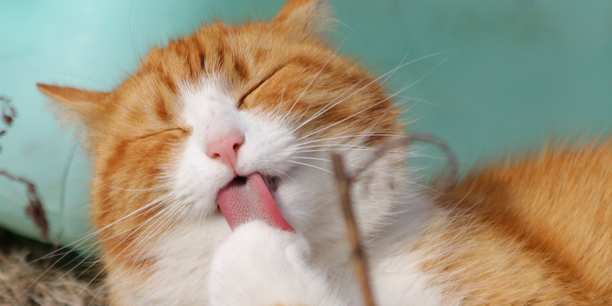 Een Fris Huis en een Blije Kat: De Voordelen van de Beste Kattenbak