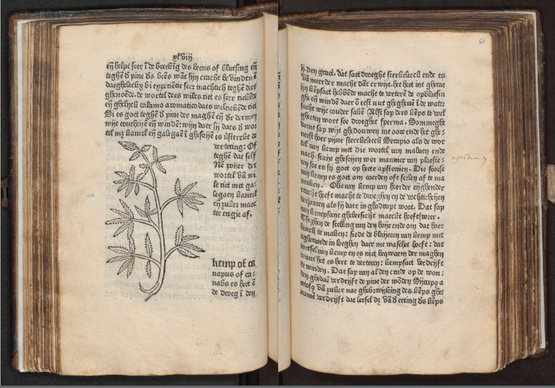 Dit is de oudste mediwiet beschrijving in het Nederlands… uit 1484! - Mediwietsite
