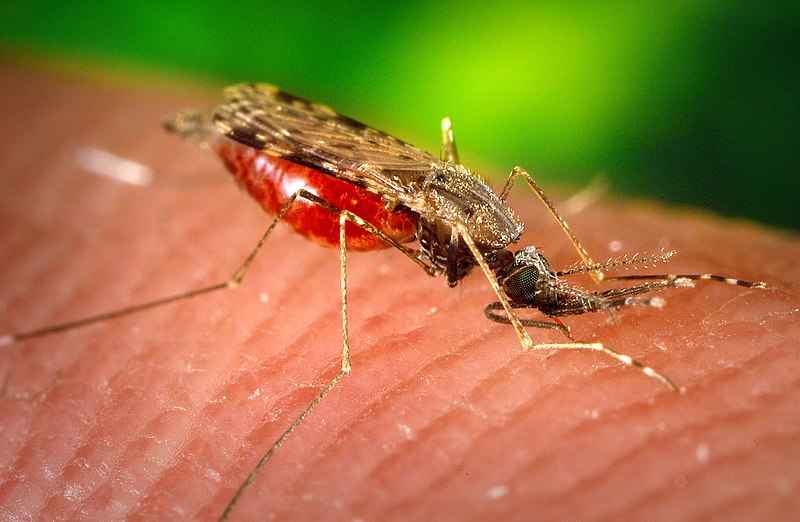 Knokkelkoorts stijgt met 400% in Brazilië na vrijlating van door Bill Gates gesteunde, genetisch gemodificeerde muggen - Frontnieuws