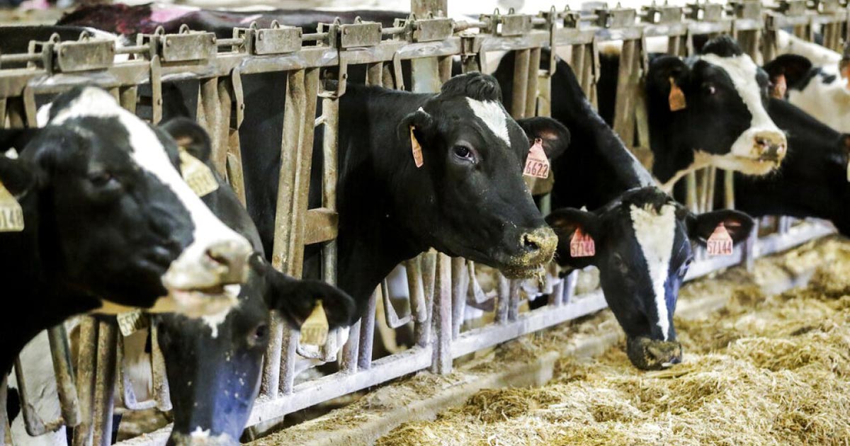 FDA Warns of 'Bird Flu' in Cows' Milk for Public Food Supply - Slay News