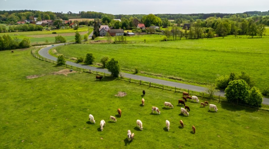 De eerste CO2-belasting ter wereld komt in Denemarken: koeien- en varkensscheten worden gebruikt als excuus om de voedselvoorziening te vernietigen - Dissident.one