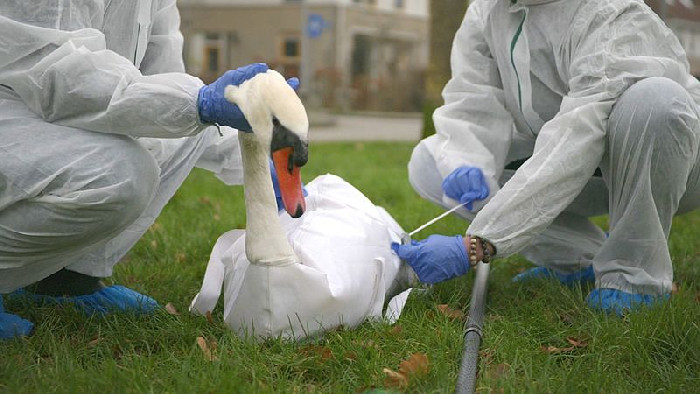 WETENSCHAPPERS, VIROLOGEN, TOPAMBTENAREN, HOGE FUNCTIONARISSEN, POLITICI EN ARTSEN WORDEN MASSAAL OMGEKOCHT EN GECHANTEERD OM LEUGENS TE VERKONDIGEN OVER VOGELGRIEP EN OM DE WAARHEID TE VERDOEZELEN! :: De Nieuwe Media publiceert dagelijks het èchte en ware Nieuws in Nederland en België.