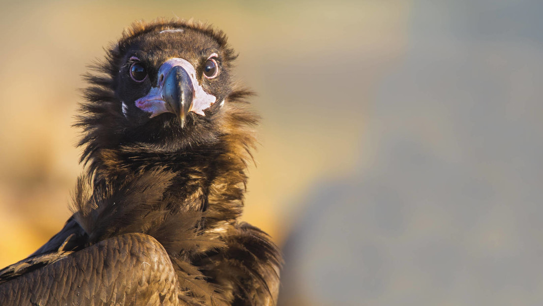 EU schließt Impfstoffvertrag über bis zu 40 Millionen Dosen gegen Vogelgrippe-Virus — RT DE