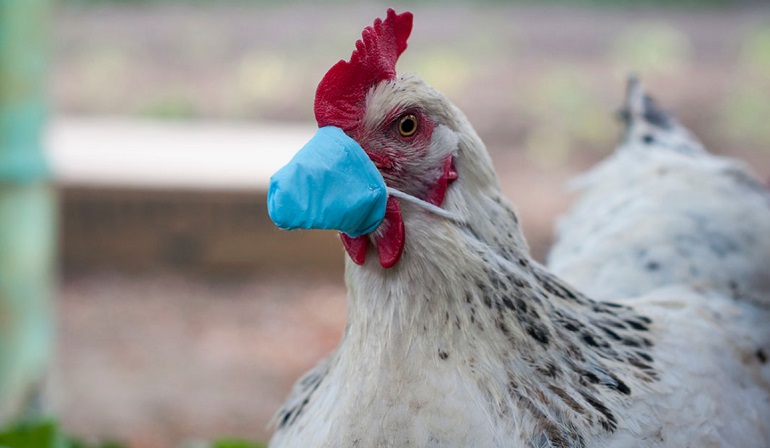 Twintig jaar geleden probeerden de VS ook al een Vogelgriep-pandemiehoax te ensceneren - Dissident.one