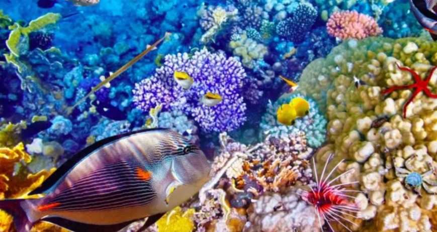 Na een biljoen ton CO₂ vestigt het Great Barrier Reef voor het derde jaar op rij een record voor koraalgroei - Dissident.one