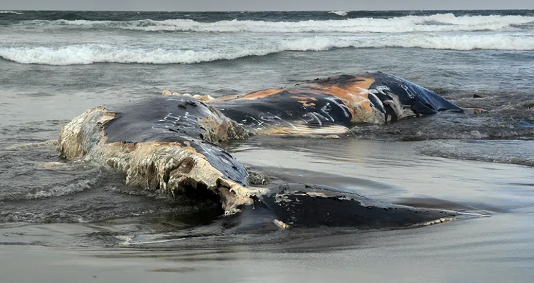 Statistische analyse bewijst dat windenergie op zee veel walvissen dood - Dissident.one