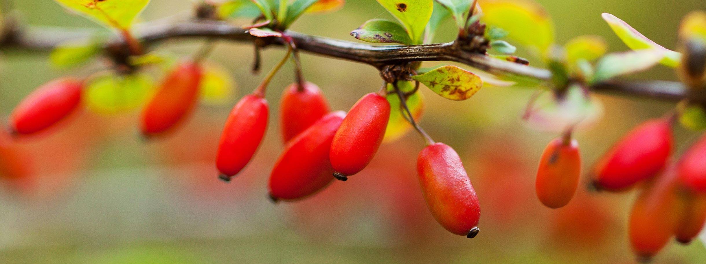 Berberine: Een natuurlijk supplement met vele gezondheidsvoordelen - Yoors