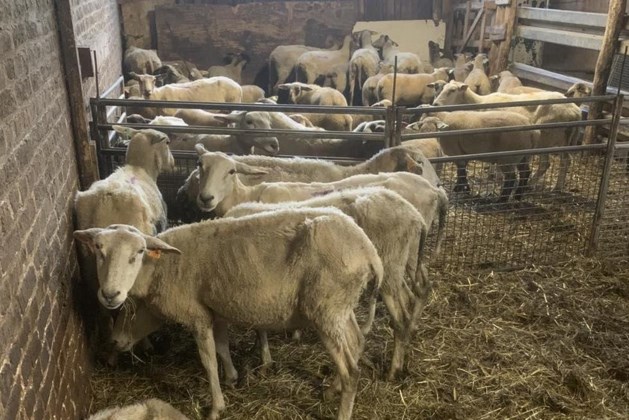 Dodelijk schapenvirus op boerderij in Hasselt: vier dieren overleden (Hasselt)  | Het Belang van Limburg