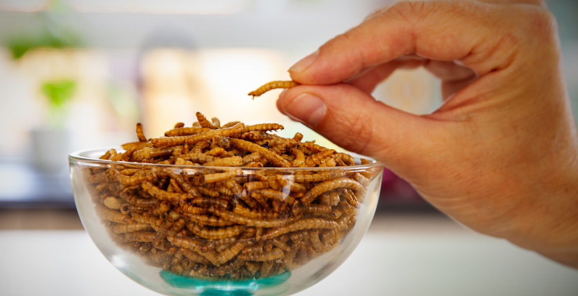 Nederlaag voor de globalistische schurken - Bedrijf dat Zweden insecten wilde laten eten is failliet - Dissident.one