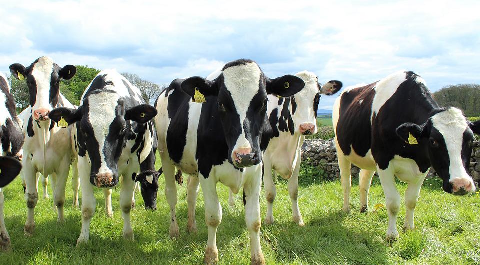 Vitamine HBS, stikstofbeleid en de werkwijze van boeren - De Roestenburgh