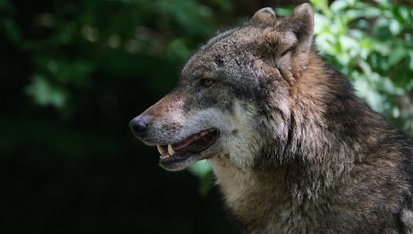 De wolf lijkt wel een soort Palestijn met recht op terugkeer naar het land van zijn voorouders - Wynia's Week