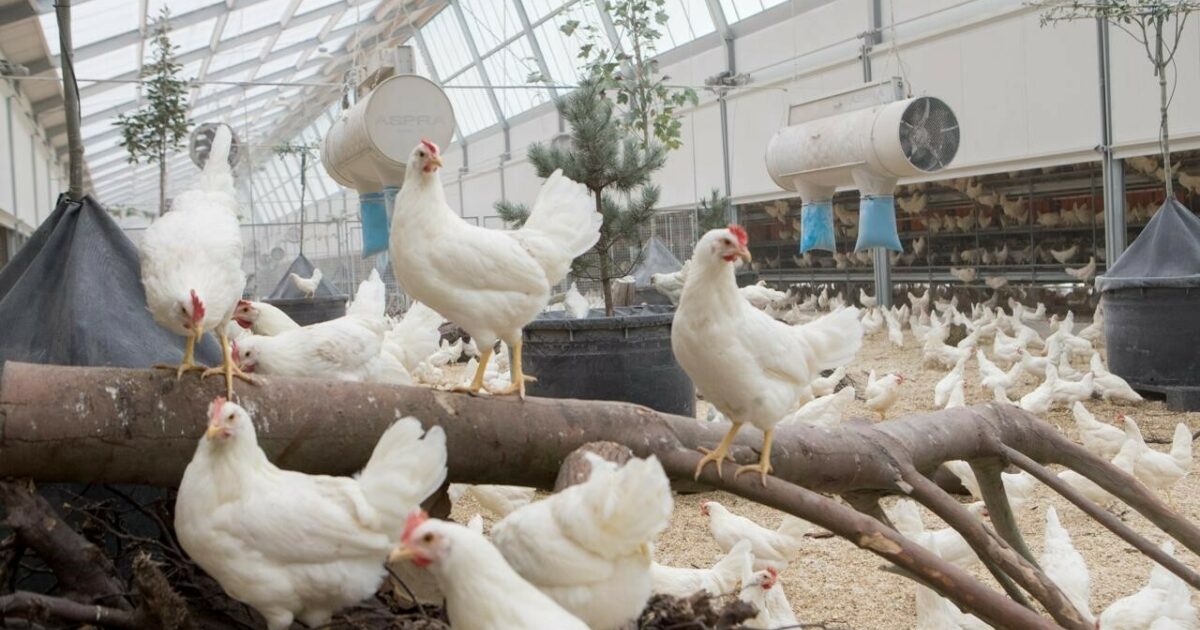 Hoe kippenmest van Kipster benut wordt voor volkorenbrood | Change Inc.