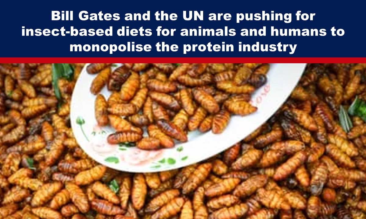 Bill Gates and the UN are pushing for insect-based diets for animals and humans to monopolise the protein industry – The Expose