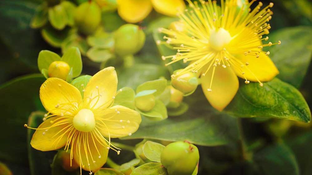 Sint-janskruid is meer dan een natuurlijke antidepressiva - Yoors