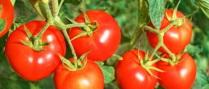 Tomaten: Waarom zouden we vaker tomaten moeten eten? - Yoors