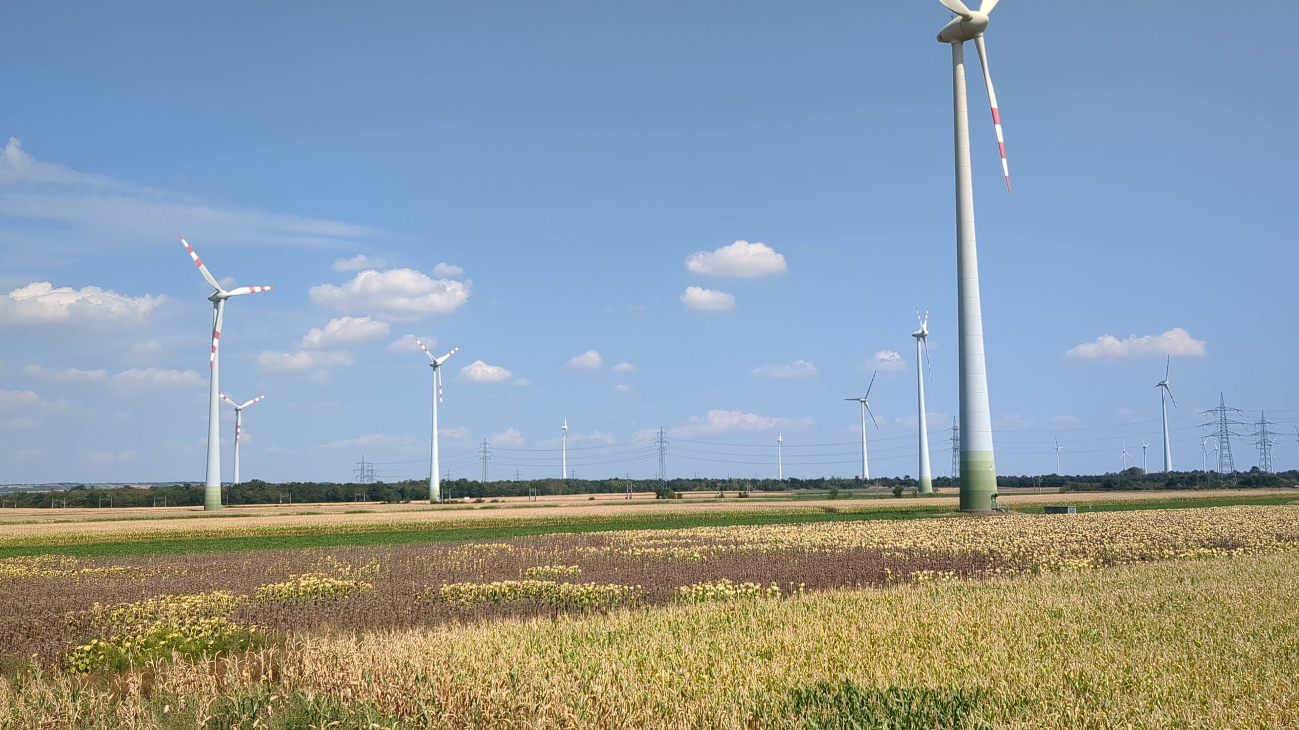 So verursachen Windräder massive Umweltschäden