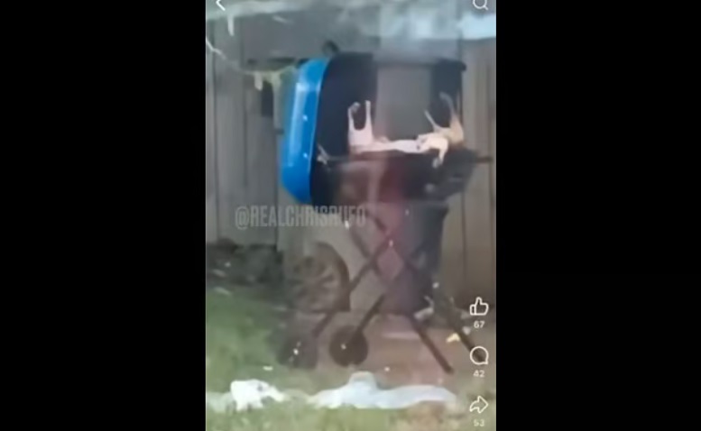 Schokkende video: Afrikaanse migranten grillen katten op barbecue in Ohio - Dissident.one