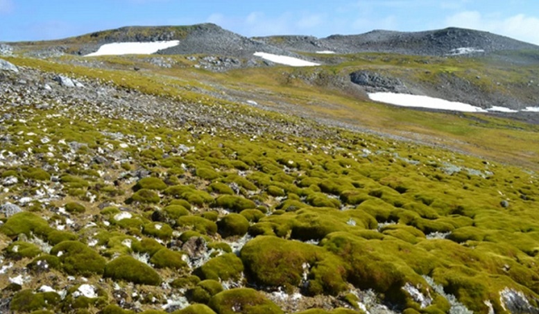 Het is een noodgeval ! Groene planten verspreiden zich met alarmerende snelheid in Antarctica - Dissident.one