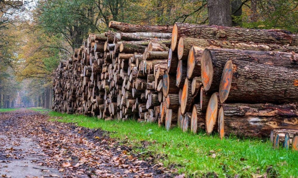 Hoe Staatsbosbeheer Nederland ontbost en de schatkist plundert - INDEPEN