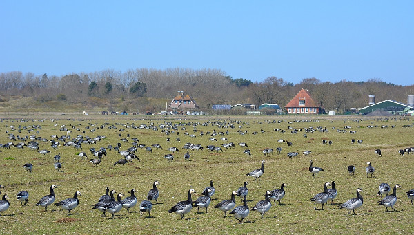 Schiermonnikoog biedt niet de stikstofoplossing voor Nederland - Wynia's Week